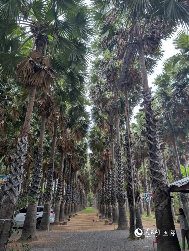 塔纳姆大叔合作社种植的椰棕林。人民网记者 简承渊摄