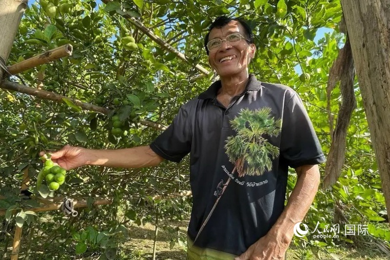 苏利亚介绍自家园子里的青柠果。人民网记者 简承渊摄